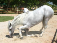/album/galeria-de-fotos-beto-carreiro-word/beto5-png/
